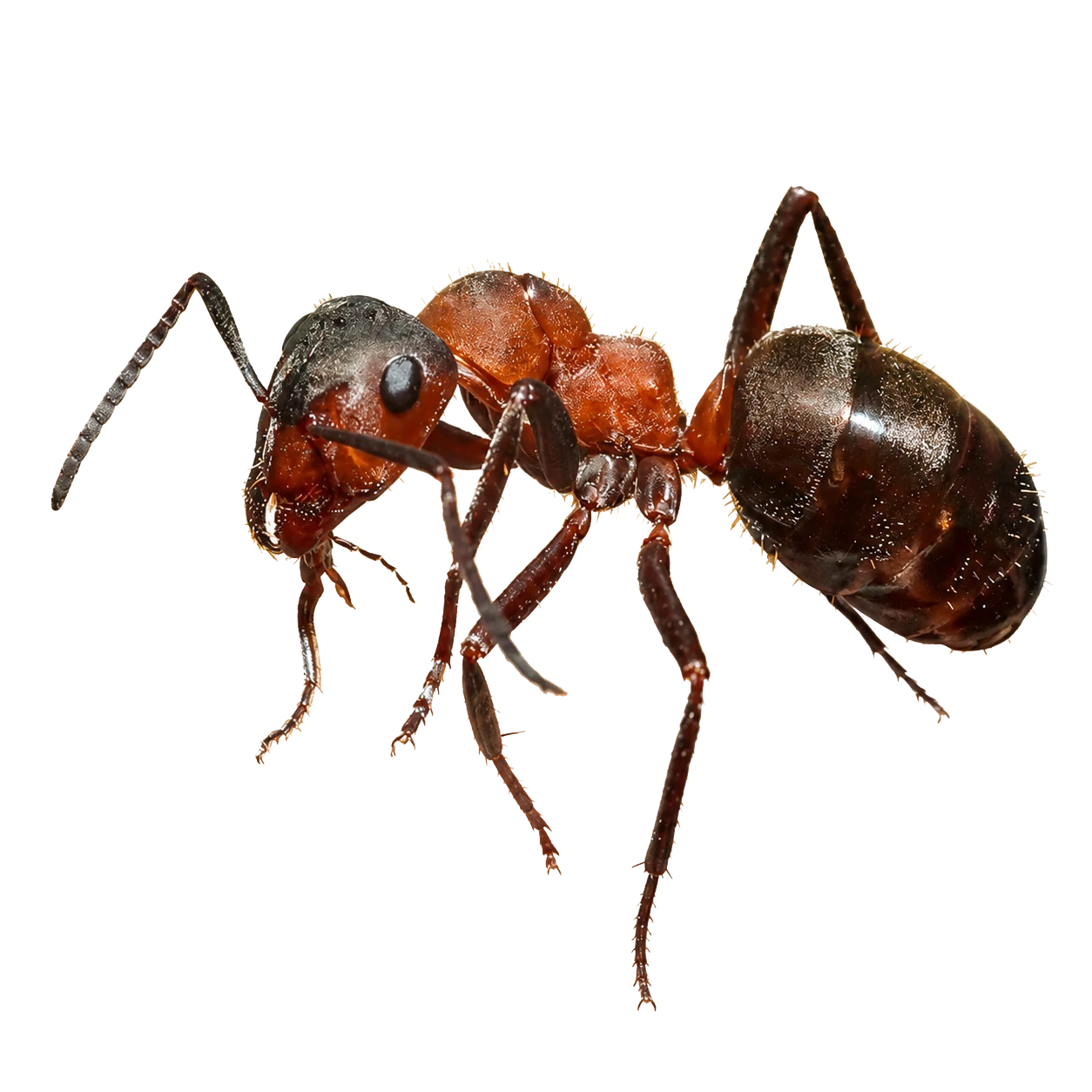 Formica rufa
