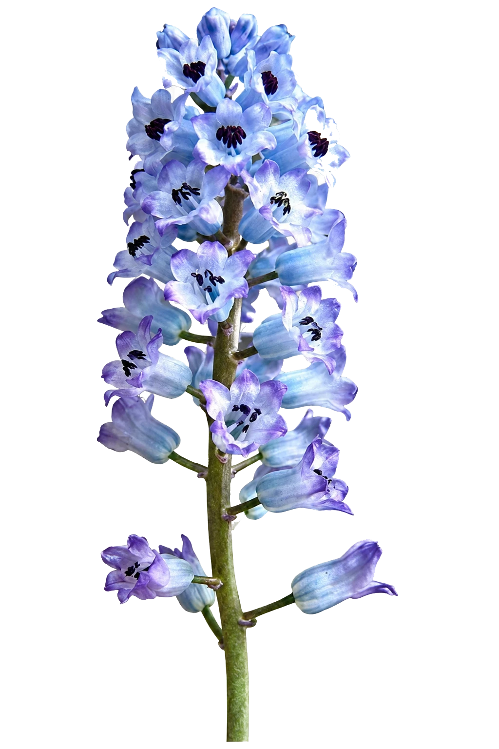 Hyacinthella dalmatica