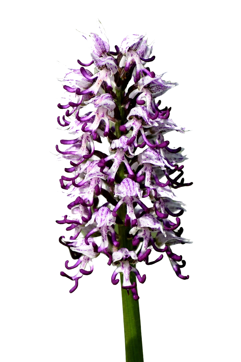 Orchis simia