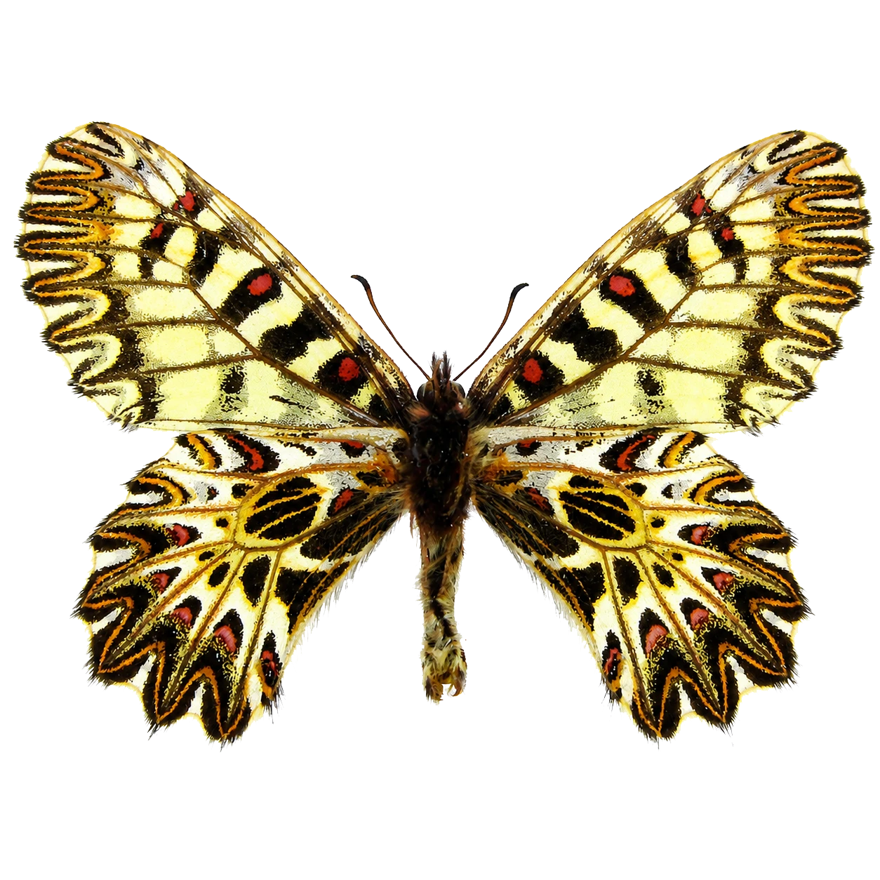 Zerynthia polyxena