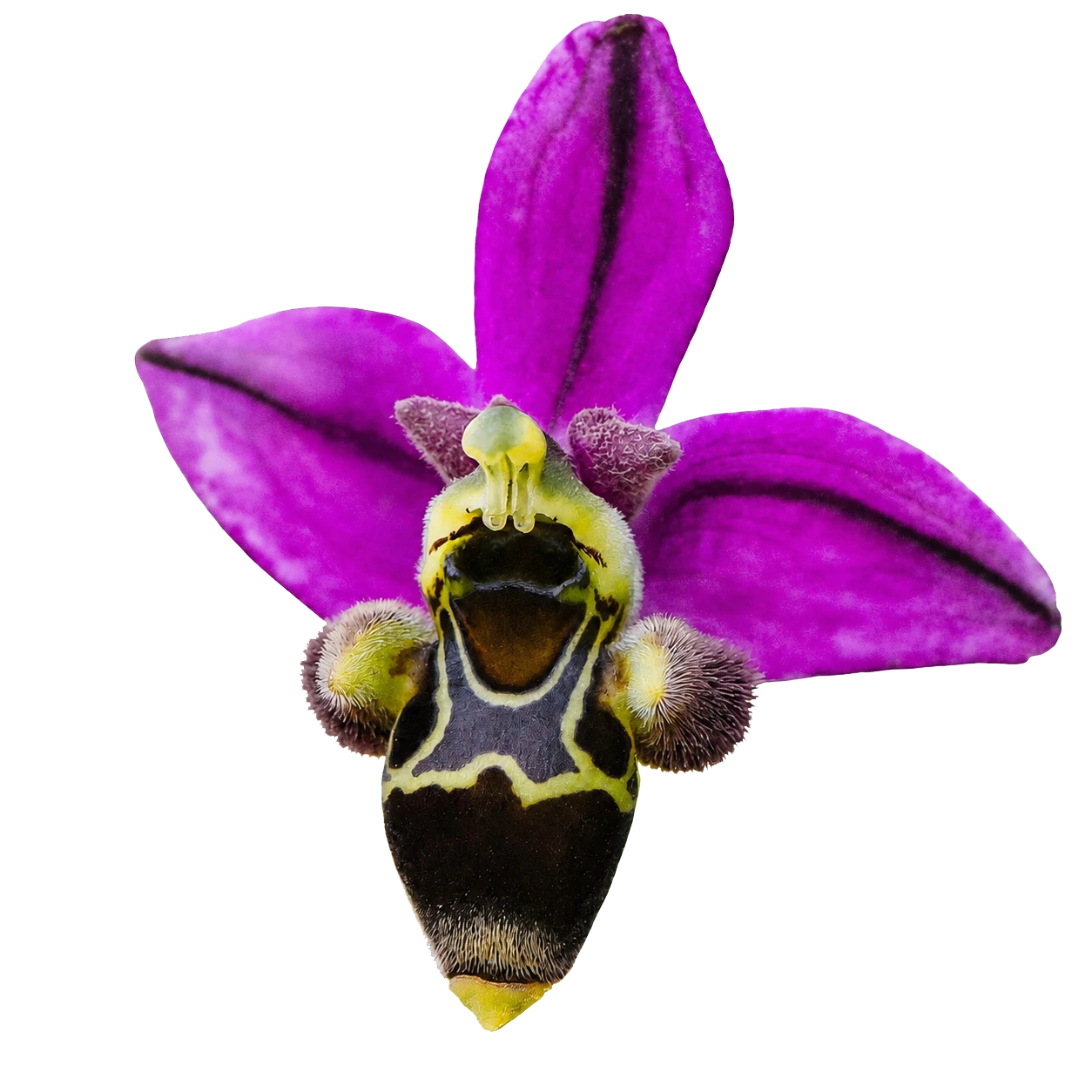 ophrys scolopax